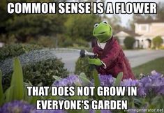 kermik the frog spraying water on purple flowers with caption that reads, let me water this grass though