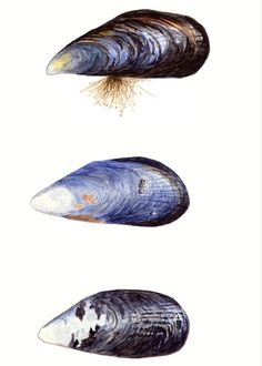 three different types of clams are shown in this drawing, one is blue and the other is white