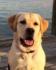 a dog is sitting on a dock by the water with its tongue out and it's eyes open