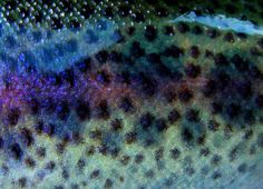 a close up view of the inside of a fish's body with dots on it