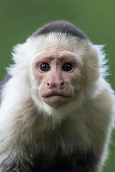 a white faced monkey looking at the camera