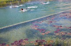 several people swimming in a pond with lily pads on the water and grass growing around