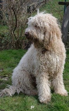 a shaggy haired dog sitting in the grass