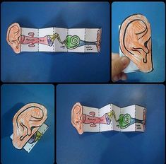 four pictures of different parts of a human ear and the same part of an ear that is cut out from paper