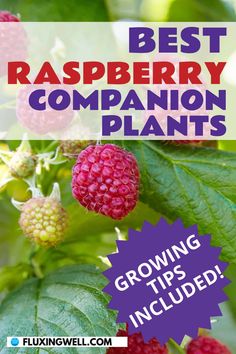 raspberry plant with the words best raspberry companion plants growing tips included