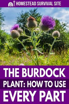 the burdock plant how to use every part of this garden is an easy guide