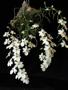 some white flowers are hanging from a tree branch in front of a black background,