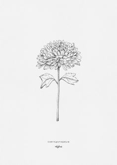 a black and white drawing of a flower