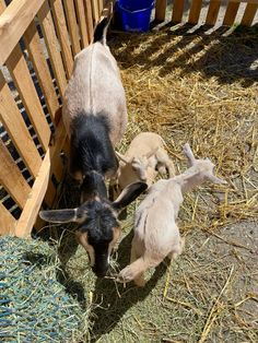 two baby goats are eating hay from the ground next to a wooden fence and blue buckets