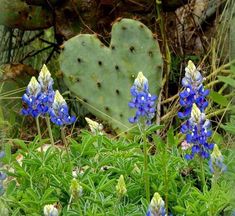 blue and white flowers in front of a cactus plant with a heart shaped green leaf