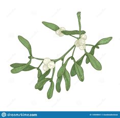 an illustration of some white flowers and green leaves on a branch with watercolor paint