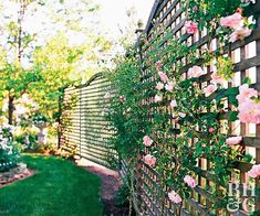 pink roses growing on the side of a fence