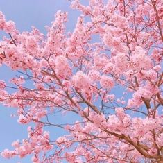 pink flowers are blooming on the branches of a tree in front of a blue sky