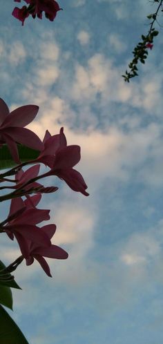 pink flowers are blooming in front of a blue sky with white and gray clouds