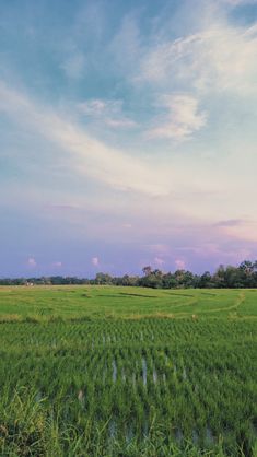 a large field with lots of green grass and trees in the distance, under a cloudy blue sky