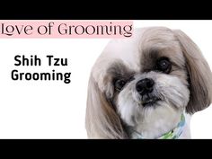 there is a dog that is looking at the camera and has words above it reading love of grooming shih tzu grooming