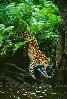 a leopard walking across a river next to a lush green forest filled with trees and ferns