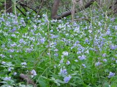 wildflowers and other plants growing in the woods