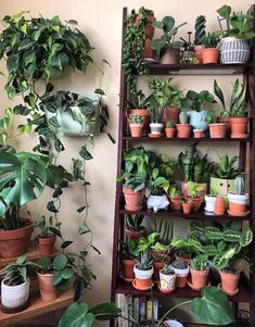 a shelf filled with lots of potted plants