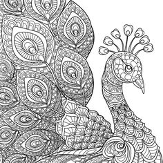 a black and white drawing of a peacock with intricate patterns on it's feathers