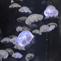 many jellyfish are swimming in the water