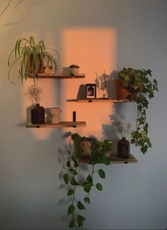 three wooden shelves with plants on them against a white wall in the sunlight, one shelf is filled with potted plants