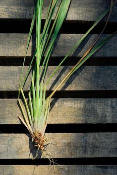 an onion plant growing on top of a wooden pallet