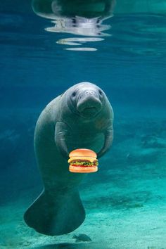 a manato holding a hamburger under water