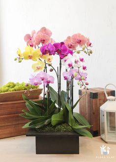 there is a potted plant with pink and yellow orchids in it on the table