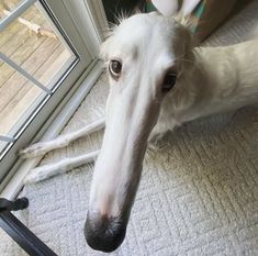 a white dog laying on the floor next to a window