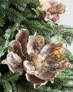 a close up of a pine tree with cones on it