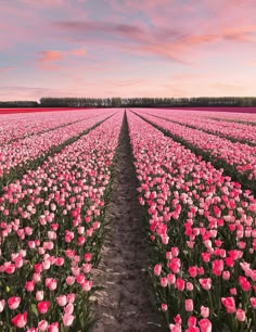 a field full of pink tulips with the sky in the background at sunset