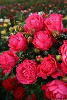 pink roses are blooming in a field full of red and yellow flowers with green leaves