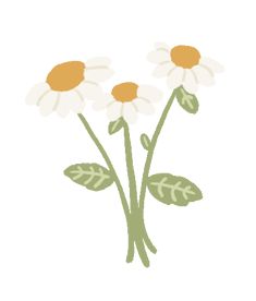 three white daisies with green leaves on a white background