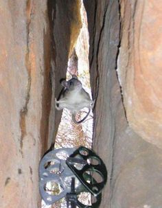 a rat is sitting in the middle of a narrow passage between two large rock formations