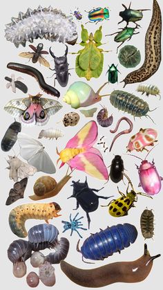 an image of many different types of insects