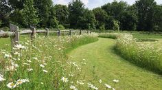 a grassy field with white daisies next to a wooden fence