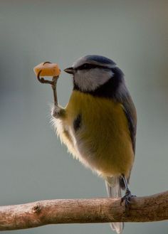 a small bird sitting on top of a tree branch holding an object in its mouth