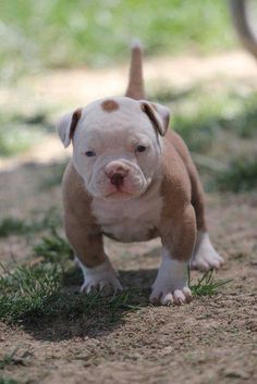 a brown and white puppy standing on top of grass