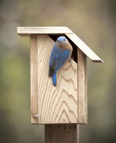 a blue bird sitting on top of a wooden bird house