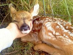 a baby deer is being fed by someone's hand