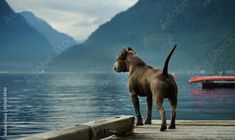 a brown dog standing on top of a pier next to a body of water with mountains in the background