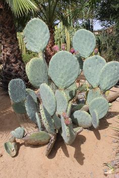 a group of cactus plants sitting on top of a dirt ground