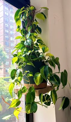 a potted plant hanging from a window sill