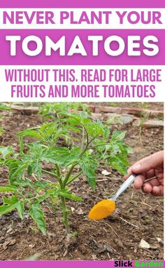 a hand holding a carrot with the words never plant your tomatoes without this read for large fruits and more tomatoes