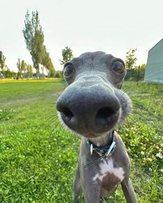 a close up of a dog's face with grass in the background