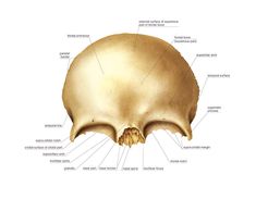 the bones of the head and neck are shown in this diagram, with labels on each side