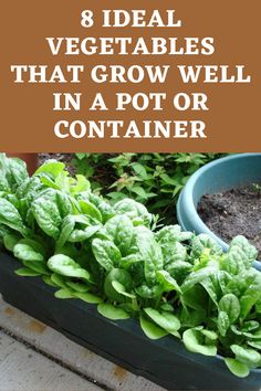 some vegetables that grow well in a pot or container