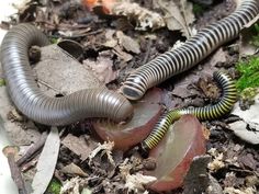 an insect crawling on the ground next to some leaves