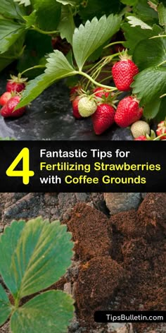 strawberries growing on the ground with text overlay that reads fantastic tips for fertiting strawberries with coffee grounds